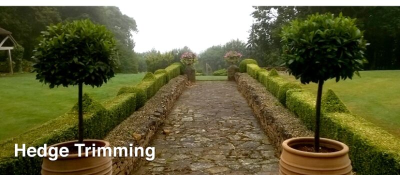 HedgeTrimming Hedge Trimming pic