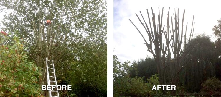 Before and After pic